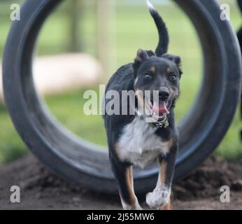 Border Collie posiert für die Kamera Stockfoto