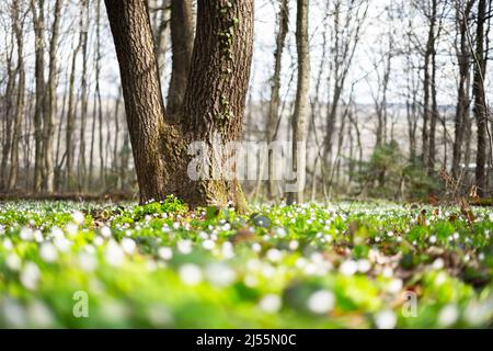 Weiße Holzanemone blüht in der Nähe des Frühlingswaldes. Waldwiese mit Primerose (Nemorosa) Blumen bedeckt Stockfoto