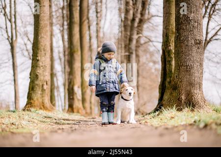 Kleines Kind in blauer Jacke mit weißem Hund Welpen Rasse Jack russel Terrier im Frühlingswald. Kindheit mit Haustieren Konzept Stockfoto