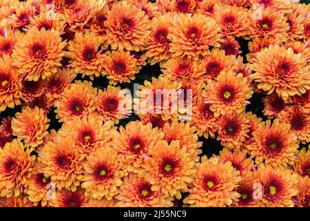Orangefarbene und rot gefärbte Autumn Chrysantheme Blüten. Stockfoto