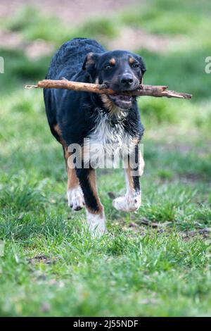 Nahaufnahme eines Border Collie, der mit seinem Stock spielt Stockfoto