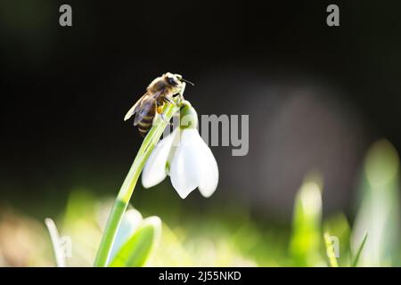 Eine arbeitende Biene sammelt Pollen auf einer weißen Schneegropfenblume auf einer Frühlingswiese. Makrofotografie Stockfoto