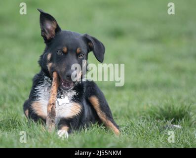 Nahaufnahme eines Border Collie, der mit seinem Stock spielt Stockfoto