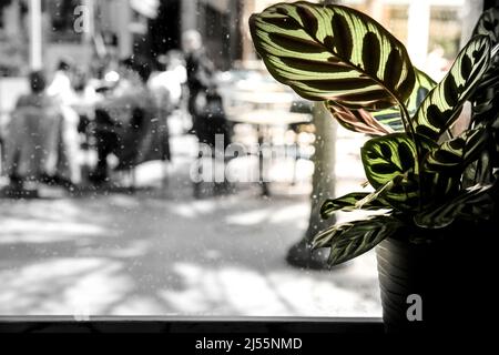 Bunte Topfpflanzen von Maranta Leuconera im Fenster Stockfoto