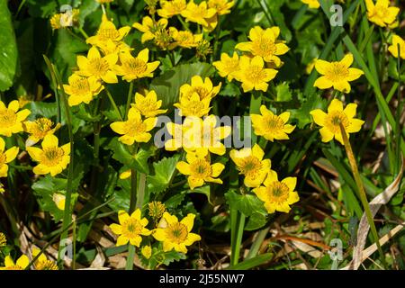 Caltha palustris, Marsh Marigold, Kingcup-Blumen, die an einem See wachsen, Longham Lakes in Dorset, England Stockfoto