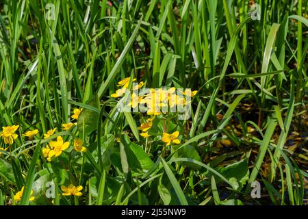 Caltha palustris, Marsh Marigold, Kingcup-Blumen, die an einem See wachsen, Longham Lakes in Dorset, England Stockfoto
