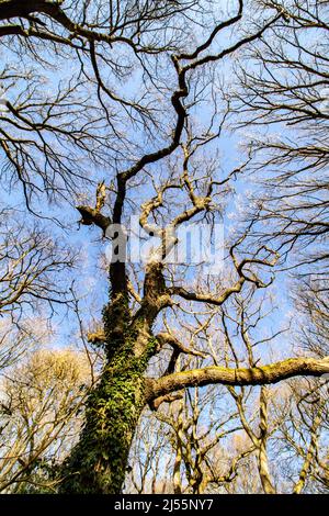 Einfache Genüsse; durch ein Baumdach nach oben schauen und den Sonnenschein eines warmen Frühlingstages spüren Stockfoto