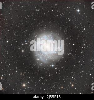 Messier 83 oder M83, auch bekannt als die Southern Pinwheel Galaxy und NGC 5236, ist eine Spiralgalaxie mit Sperrinen Stockfoto