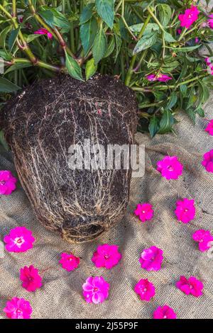 Entwurzelte Impatiens x hybrida 'kräftige Rose Pink' - Balsamblütenpflanze, die in Pflanzgefäßen und Blütenköpfen auf Jutefaser-Hintergrund wuchs. Stockfoto