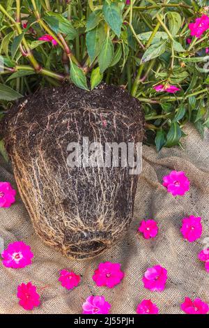 Entwurzelte Impatiens x hybrida 'kräftige Rose Pink' - Balsamblütenpflanze, die in Pflanzgefäßen und Blütenköpfen auf Jutefaser-Hintergrund wuchs. Stockfoto