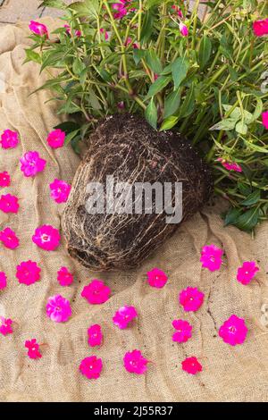 Entwurzelte Impatiens x hybrida 'kräftige Rose Pink' - Balsamblütenpflanze, die in Pflanzgefäßen und Blütenköpfen auf Jutefaser-Hintergrund wuchs. Stockfoto