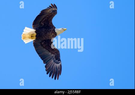 Ein Weißkopfadler erhebt sich gegen einen blauen Mississippi-Himmel, während er den Boden unten nach Nahrung durchsucht. Stockfoto