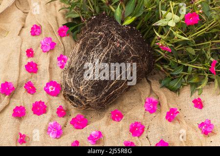 Entwurzelte Impatiens x hybrida 'kräftige Rose Pink' - Balsamblütenpflanze, die in Pflanzgefäßen und Blütenköpfen auf Jutefaser-Hintergrund wuchs. Stockfoto