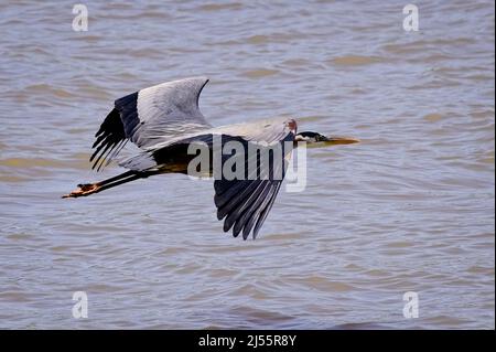 Auf der Suche nach einem anderen Jagdgebiet fliegt ein Blaureiher am Ufer des Tom-Bigbee River in Mississippi entlang. Stockfoto