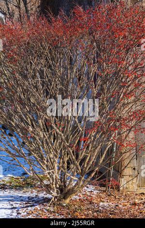 Euonymus alatus 'Burning Bush' - Spindelbaum im Hinterhofgarten mit Schnee auf dem Boden im Spätherbst. Stockfoto