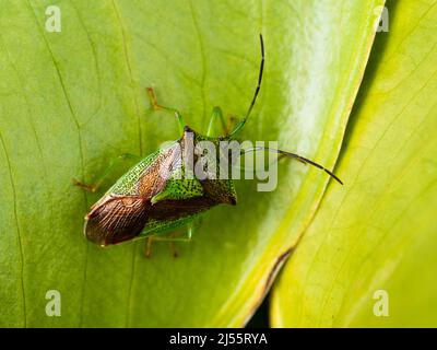 Metallisch grün und braun auf der Oberseite eines erwachsenen Acanthosoma haemorrhoidale, der Weißdornschildwanze Stockfoto