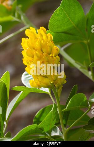 Gelbe Blüten im Sommer blühenden Kopf des halbharten, duftenden, Ananasbesen Strauch, Argyrocytisus battandieri Stockfoto