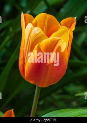 Blume des Frühlings blüht rot und orange Triumph Tulpe, Tulpe 'King's Orange' Stockfoto