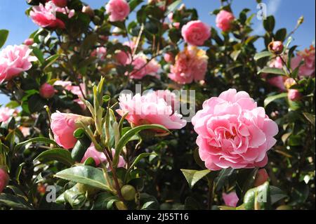 ROSA KAMELIENBAUM MIT BLÜTEN WIEDER IM GARTEN ARBEITEN FARBE PFLANZEN FRÜHLING WACHSENDEN GARTEN ETC UK Stockfoto