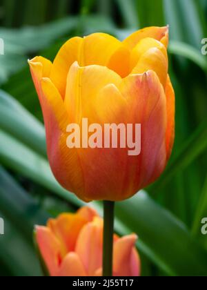 Blume des Frühlings blüht rot und orange Triumph Tulpe, Tulpe 'King's Orange' Stockfoto