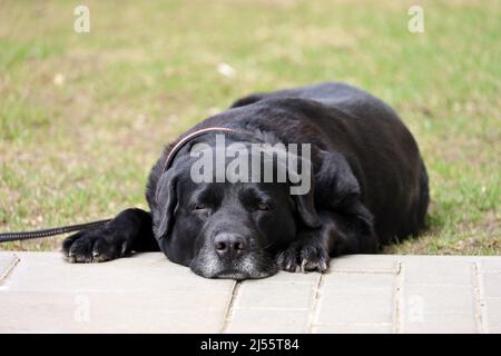 Labrador Retriever liegt auf einem Rasen. Schwarzer Hund mit Kragen wartet auf den Besitzer auf einer Straße Stockfoto