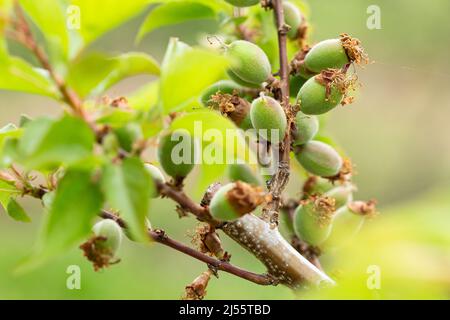 Am Baum Reifen Aprikosen Stockfoto