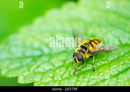 Die Gelbhaarige Sonnenfliege oder Sonnenfliege ist eine sehr häufige europäische und nordafrikanische Art der Schwebefliege. Stockfoto