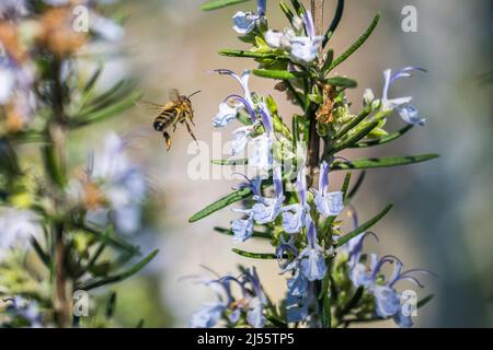 Westliche Honigbiene oder europäische Honigbiene (APIs mellifera), die häufigste der 7–12 Honigbienen weltweit, auf Rosemary. Stockfoto