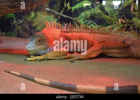 Wildtiere Natur, große Eidechse. Porträt von orangen Leguan im Terrarium . Wildlife-Szene aus der Natur. Nahaufnahme des Gesichts Porträt einer Eidechse aus Südamerika. Stockfoto