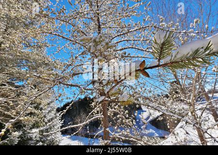 Wunderschöne Winterlandschaft mit immergrünen Nadelbäumen, die an einem sonnigen Tag mit blauem Himmel mit Schnee bedeckt sind Stockfoto