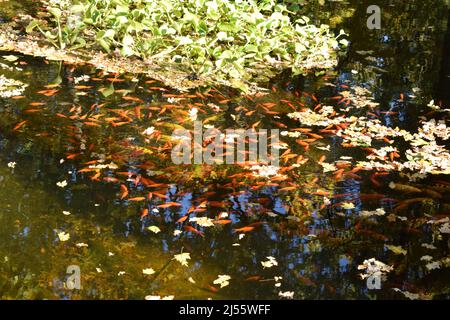 Farbenfrohe japanische Karpfenfische ( Nishikigoi ) in einem schönen Koi-Teich in einem Garten. Karpfenfischteich und Lichtbrechung von Sonnenlicht.schöne Koi Fische schwimmen ich Stockfoto