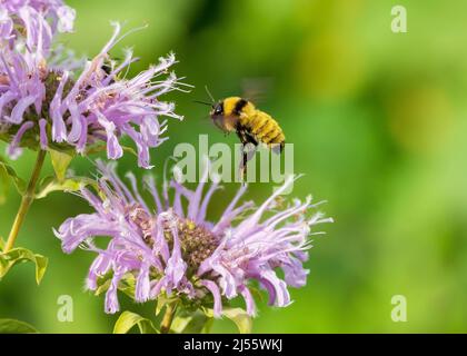 Eine nördliche Bernsteinbumble Bee (Bombus borealis) schwebt über einer hellvioletten oder rosa Bienenbalsam-Pflanze. Stockfoto