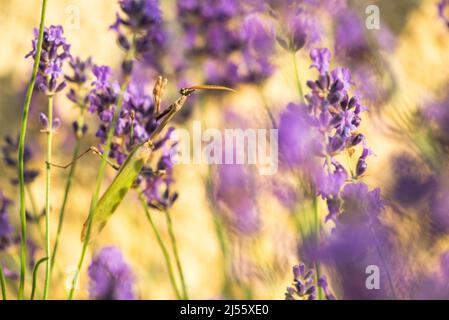 Empusa pennata, oder die Kegelkopfmantis, ist eine Art von Gottesanbeterin der Gattung Empusa auf Lavendel (Lavandula angustifolia). Stockfoto