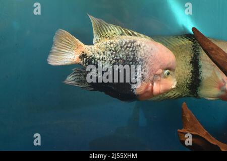 Vieja maculicauda (Blackbelt Cichlid). Interessante Aquarienfische. Fischzucht. Stockfoto