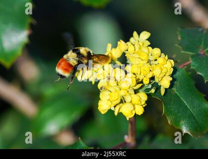 Nahaufnahme einer orangefarbenen Bumblebee, die über einem blühenden Oregon Grape Strauch schwebt. Stockfoto