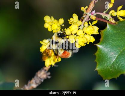 Ein Nahaufnahme-Porträt einer orangefarbenen Bumblebee, die Pollen aus den gelben Blüten eines Evergreen-Strauchs von Oregon Grape sammelt. Stockfoto