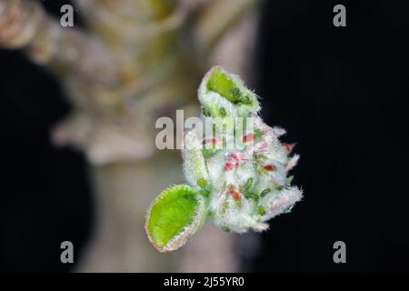 Junge Rosige Apfelblättrige (Dysaphis plantaginea) auf sich entwickelnden Blättern von Apfelbäumen in einem Obstgarten im Frühjahr. Schädling von Apfelbäumen. Stockfoto