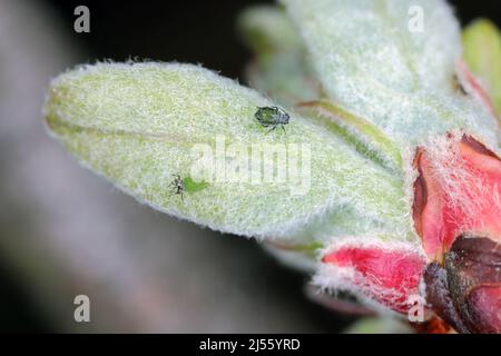 Junge Rosige Apfelblättrige (Dysaphis plantaginea) auf sich entwickelnden Blättern von Apfelbäumen in einem Obstgarten im Frühjahr. Schädling von Apfelbäumen. Stockfoto