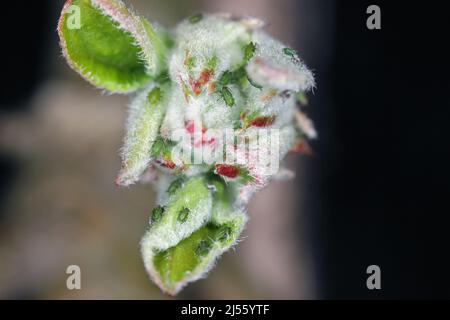 Junge Rosige Apfelblättrige (Dysaphis plantaginea) auf sich entwickelnden Blättern von Apfelbäumen in einem Obstgarten im Frühjahr. Schädling von Apfelbäumen. Stockfoto