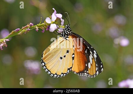 Einfarbiger Tiger, afrikanischer Monarchschmetterling (Danaus chrysippus), Fütterung Stockfoto