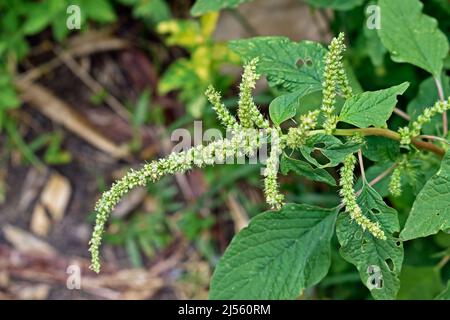 Detail der grünen Amaranth-Blüten (Amaranthus hybridus), essbares Unkraut Stockfoto