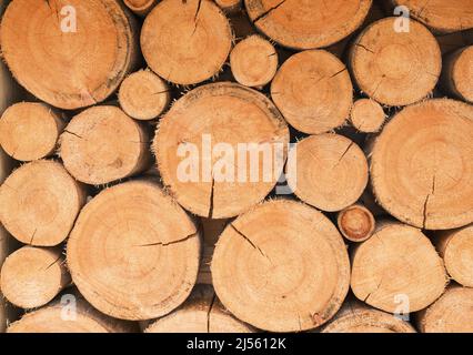 Haufen frisch geschnittener Kiefernholzstämme, die in ihrem natürlichen Zustand enden. Stockfoto
