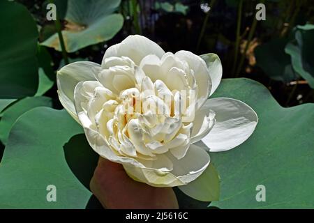 Weiße Lotusblume (Nelumbo nucifera) zur Hand Stockfoto