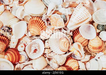 Natürlicher Shell-Hintergrund, Textur. Viele bunte Muscheln Draufsicht. Stockfoto