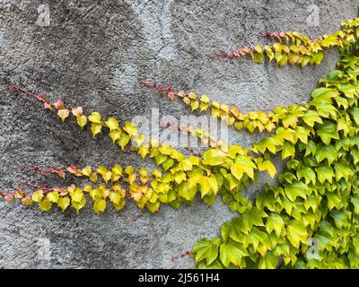 Kletternde Efeu-Pflanze, die entlang einer Wand wächst Stockfoto