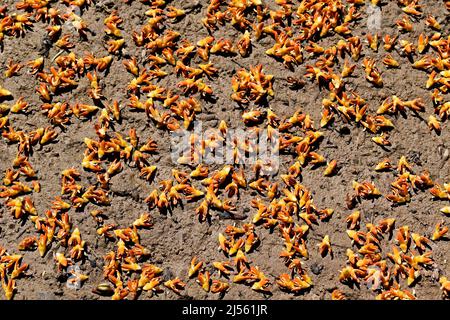 Moriche Palme (Mauritia flexuosa) blüht auf dem Boden Stockfoto