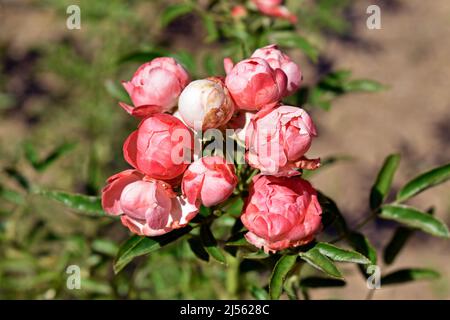 Rosa Rosen Bouquet auf Garten Stockfoto