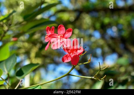 Würzige Jatropha-Blüten (Jatropha integerrima) im Garten Stockfoto