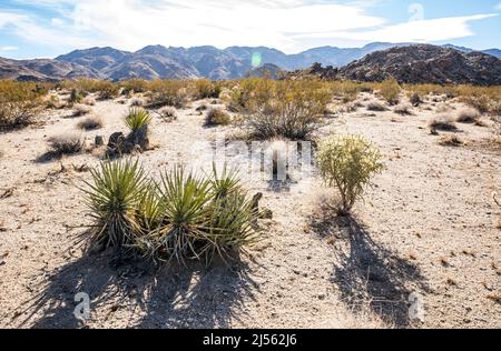 Mojave Yucca und andere Wüstenpflanzen im Joshua Tree National Park in der Nähe des Eingangs zur Indian Cove, Kalifornien, USA Stockfoto