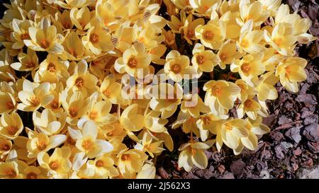 Im Frühling blühen gelbe Krokusse im Garten. Im frühen Frühjahr blühten die ersten Blumen im Garten. Lichtung von blühenden gelben Krokussen. Stockfoto